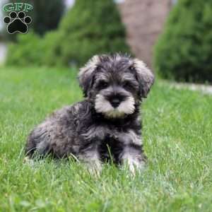 Charlie, Miniature Schnauzer Puppy